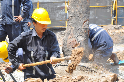TP[-]HCM:[-]Bắt[-]đầu[-]bứng[-]dưỡng[-]16[-]cây[-]sọ[-]khỉ[-]ở[-]Sài[-]Gòn